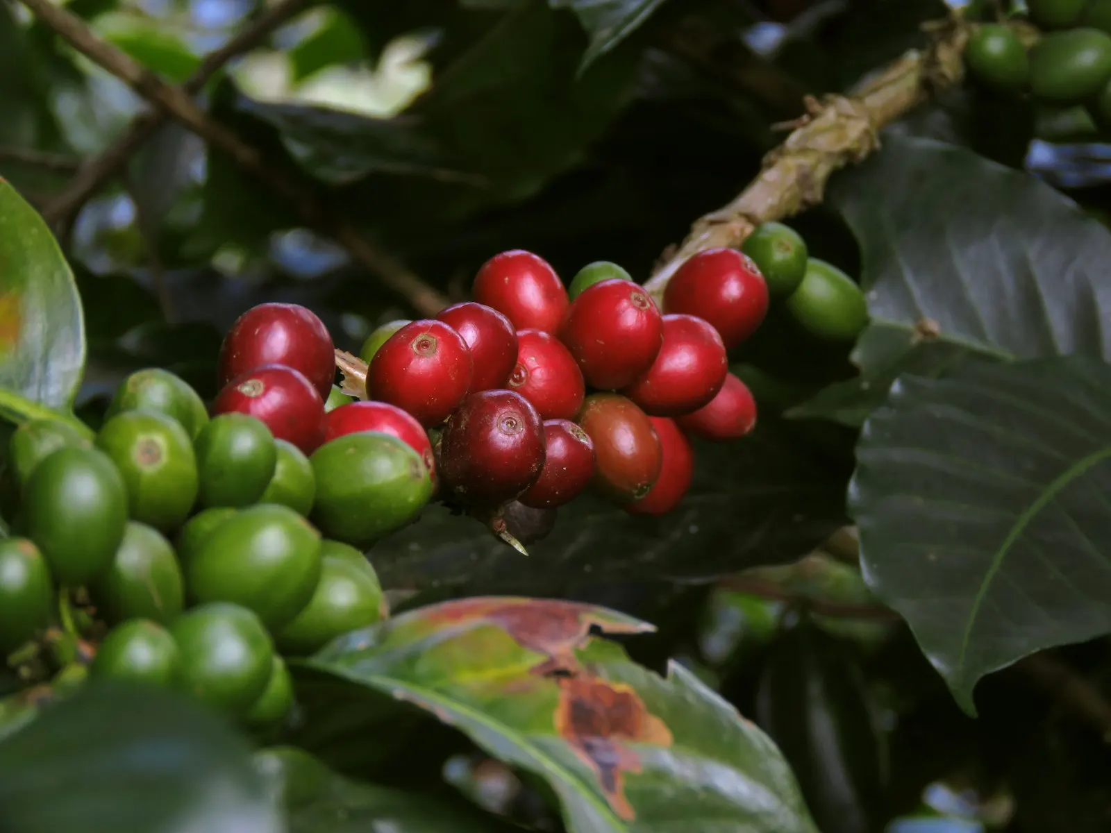 Coffee cherries on a branch in Colombia's Eje Cafetero region
