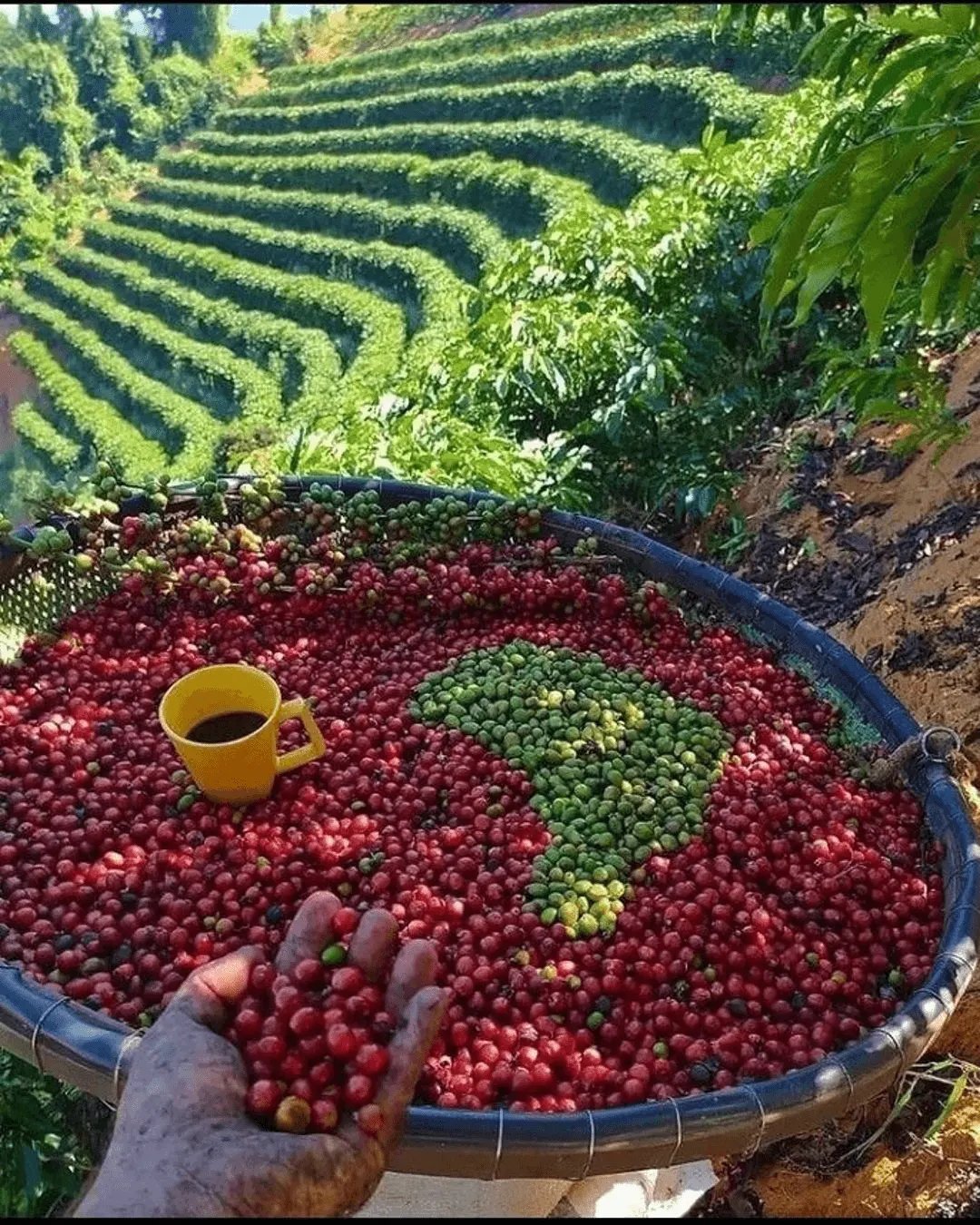 Coffee Region Immersion, ALMAR private adventure experience in Colombia.
